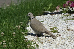 Streptopelia decaocto