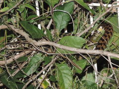 Thamnophis marcianus praeocularis