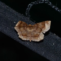 Metarranthis hypochraria