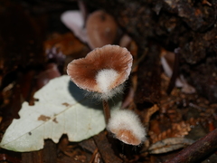 Mycena vinacea