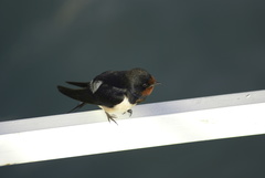Hirundo rustica