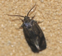 Pycnocera hypoxantha