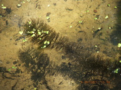 Ceratophyllum demersum
