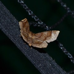 Metarranthis hypochraria