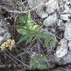 Notholaena sulphurea