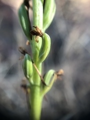Platanthera michaelii