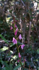 Polystachya rosea image