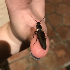 Ignelater havaniensis