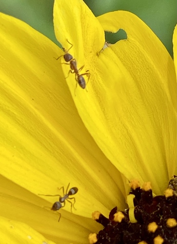 iNaturalist observation photo of Argentine Ant