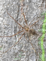Neotama mexicana