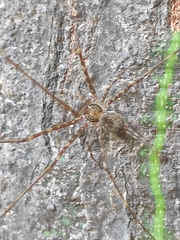 Neotama mexicana