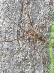 Neotama mexicana