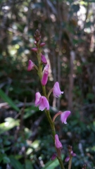 Polystachya rosea image