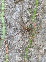 Neotama mexicana