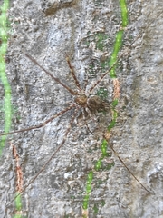 Neotama mexicana