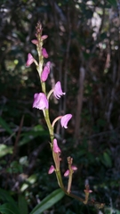 Polystachya rosea image