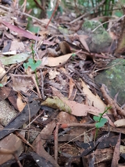 Acianthus amplexicaulis