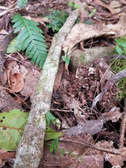 Acianthus amplexicaulis