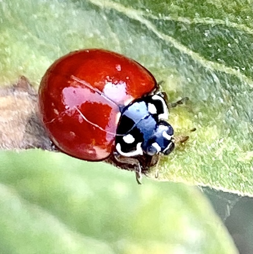 iNaturalist observation photo of Spotless Lady Beetle