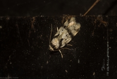 Barea basigramma