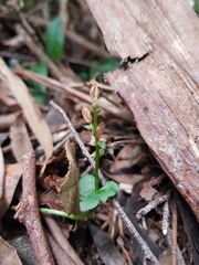 Acianthus amplexicaulis
