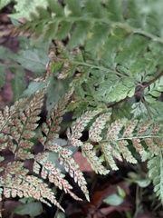 Athyrium minimum