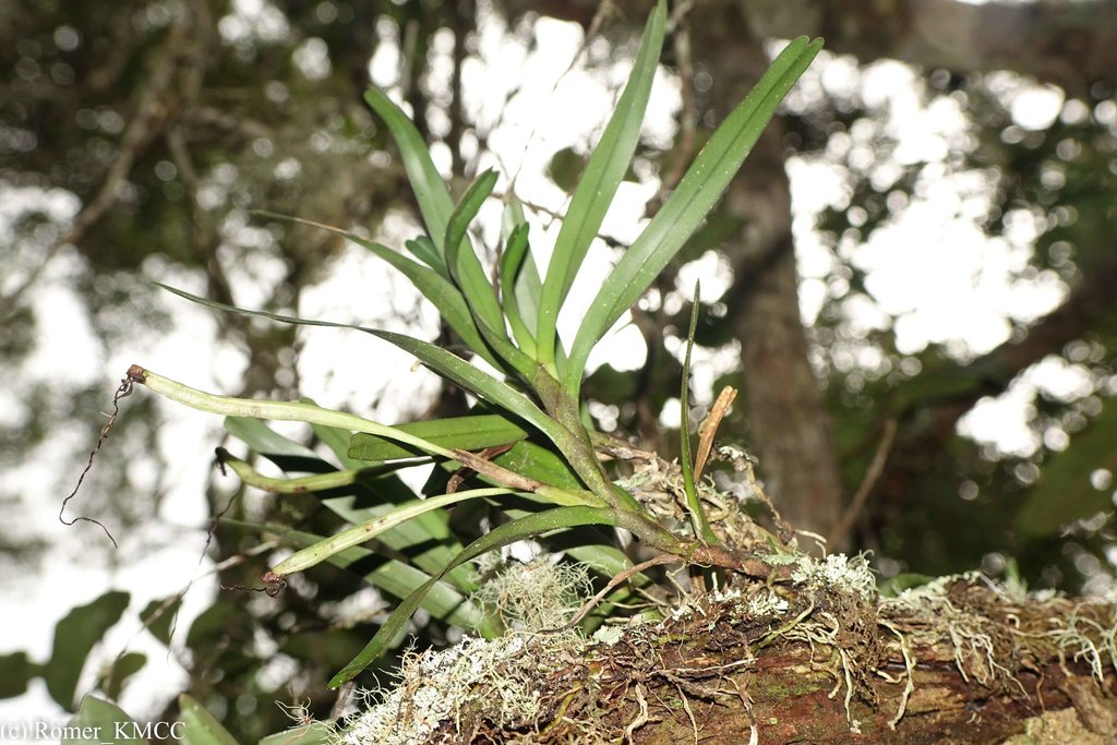 Jumellea punctata