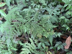 Athyrium minimum
