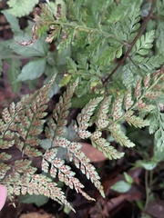 Athyrium minimum