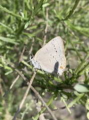 Satyrium sylvinus dryope