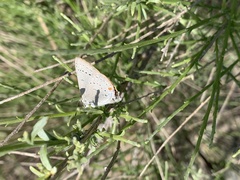 Satyrium sylvinus dryope