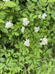 Rosa multiflora