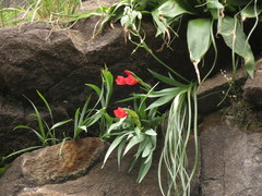 Gladiolus flanaganii