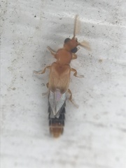 Distremocephalus texanus