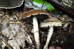 Lacrymaria asperospora