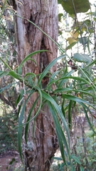 Dracaena reflexa image