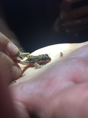 Leptodactylus albilabris