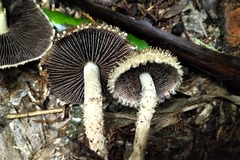 Lacrymaria asperospora