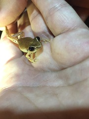 Eleutherodactylus antillensis