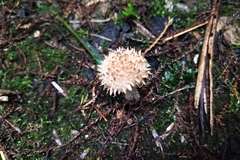 Lacrymaria asperospora