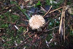 Lacrymaria asperospora