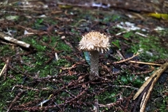 Lacrymaria asperospora