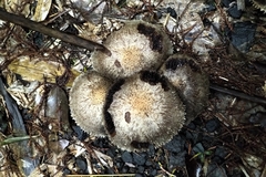 Lacrymaria asperospora