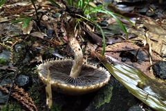 Lacrymaria asperospora