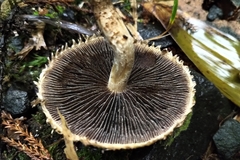 Lacrymaria asperospora