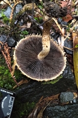 Lacrymaria asperospora