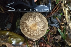 Lacrymaria asperospora