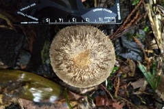 Lacrymaria asperospora