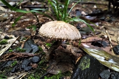 Lacrymaria asperospora