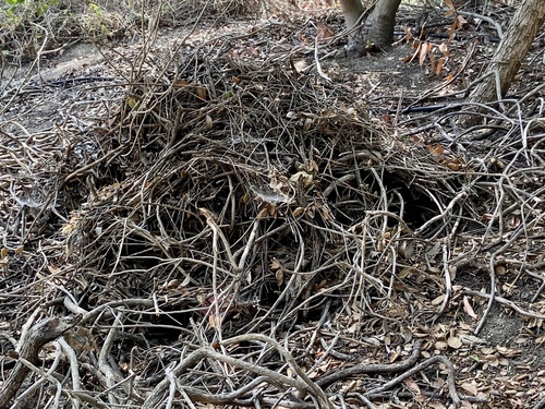 iNaturalist observation photo of Woodrats